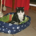 Cillian