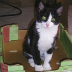 Cillian