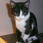 Cillian