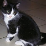 Cillian