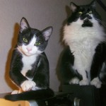 Cillian & Cahan