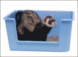 Bac à litière pour furet