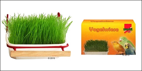 Barquette d'herbe fraîche pour oiseaux