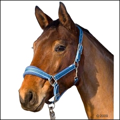 Licol soft pour cheval