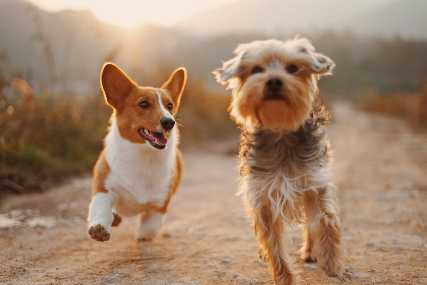 Deux chiens dans la nature