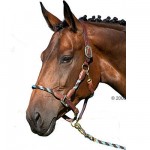 Licol pour cheval