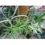 Plantes vivantes pour terrarium