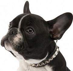 collier-laisse-chien