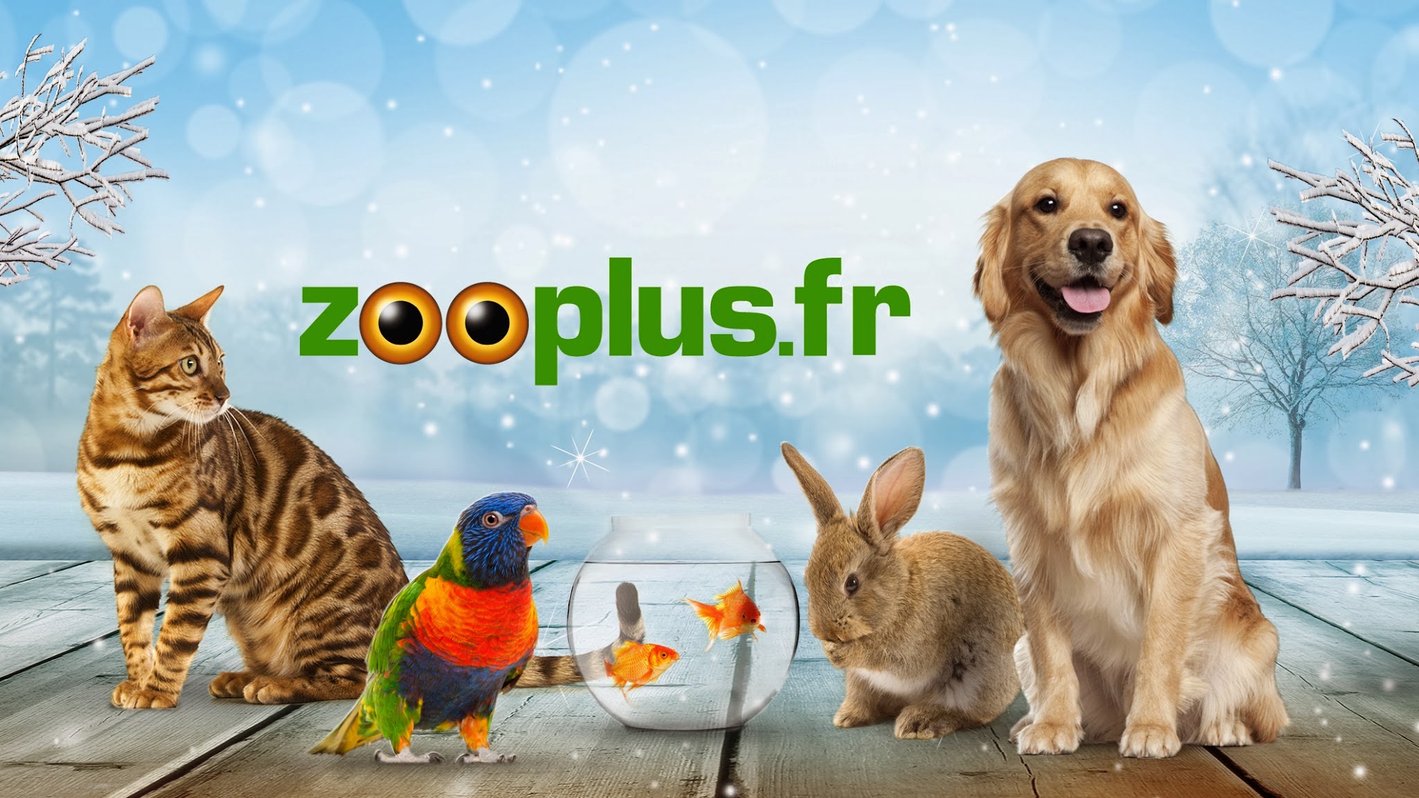 Nozanimos Pour Le Bonheur De Vos Animaux