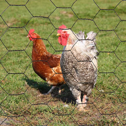 Grillage à poule 1X10 M