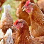 Des enclos pas chers pour nos animaux !