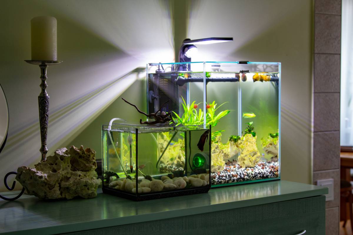 Comment choisir les plantes d'un aquarium d'eau douce ?