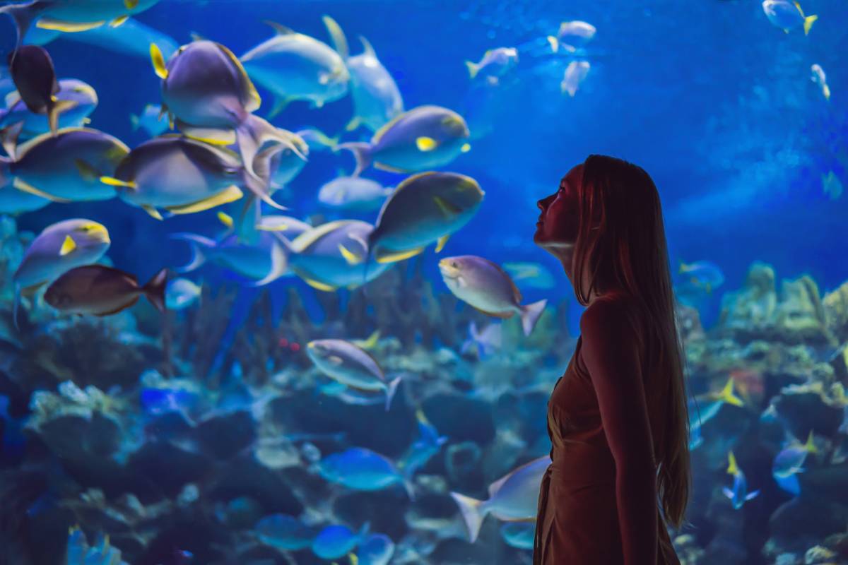 Aquariums d'eau de mer - Animalis