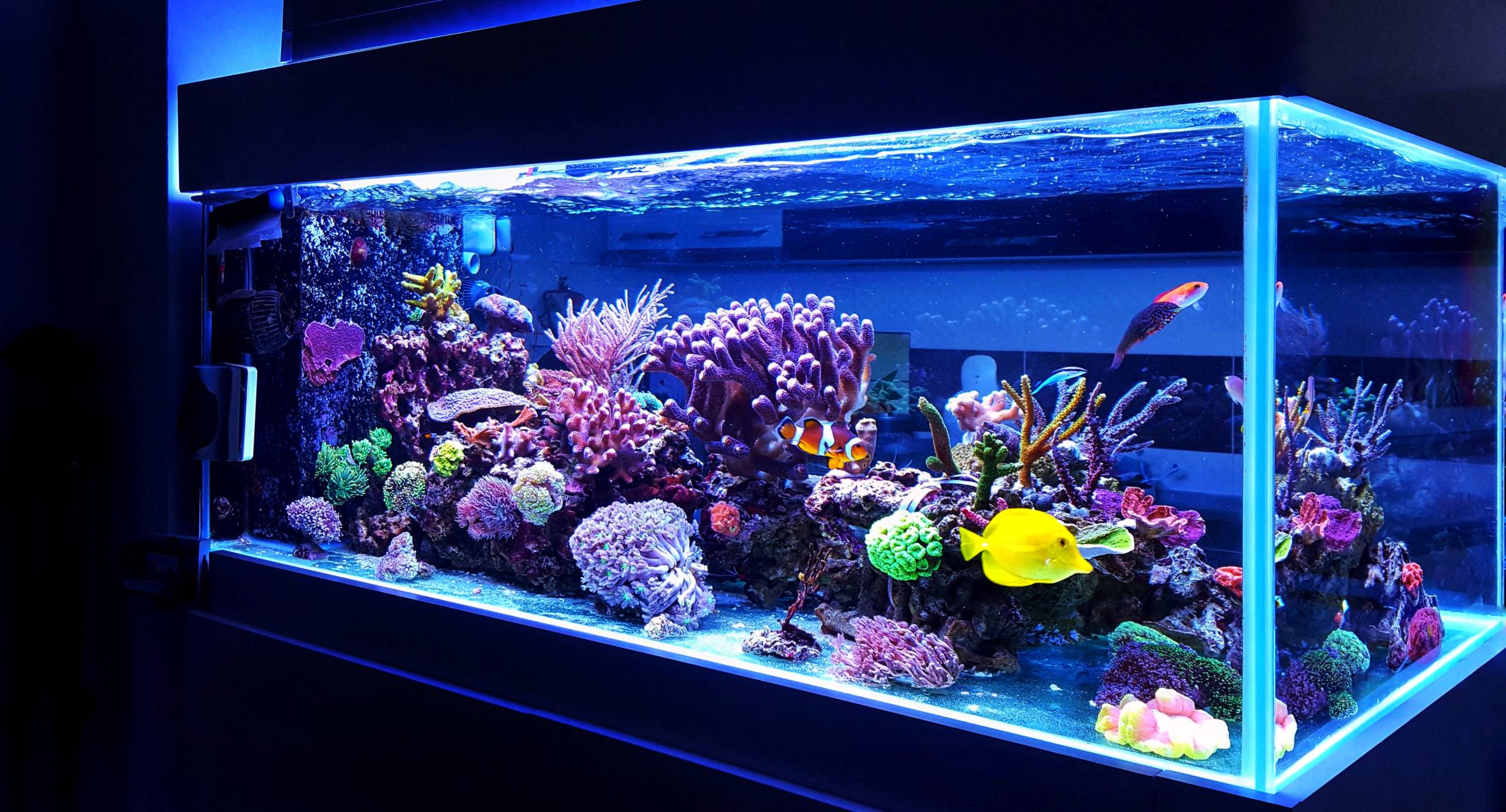 aquarium eau douce décoration