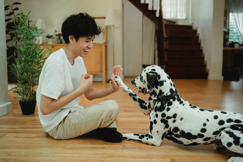 Comment afficher son amour des chiens